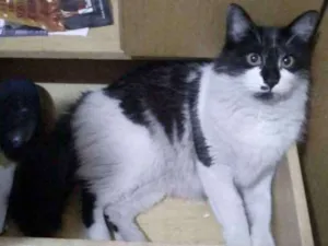 Gato raça vira lata idade 3 anos nome FELLINI