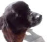 Mel