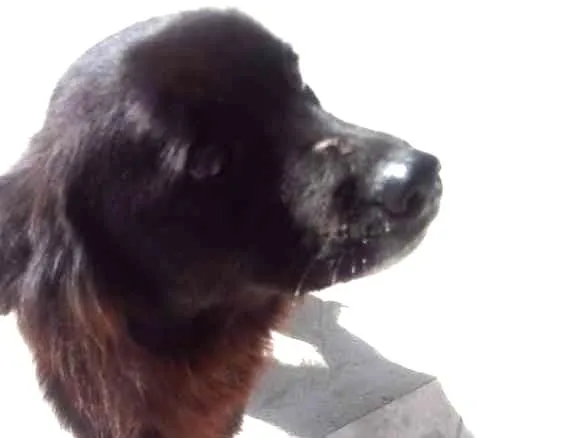 Cachorro ra a Vira lata idade 2 anos nome Mel