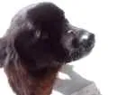 Cachorro raça Vira lata idade 2 anos nome Mel