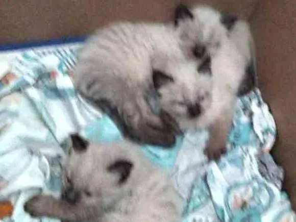 Gato ra a Siamês  idade Abaixo de 2 meses nome Peludo