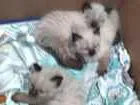 Gato raça Siamês  idade Abaixo de 2 meses nome Peludo