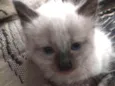Gatinho