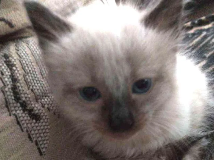 Gato ra a Siames idade Abaixo de 2 meses nome Gatinho