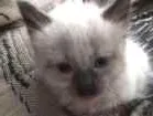 Gato raça Siames idade Abaixo de 2 meses nome Gatinho