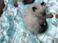 Peludo