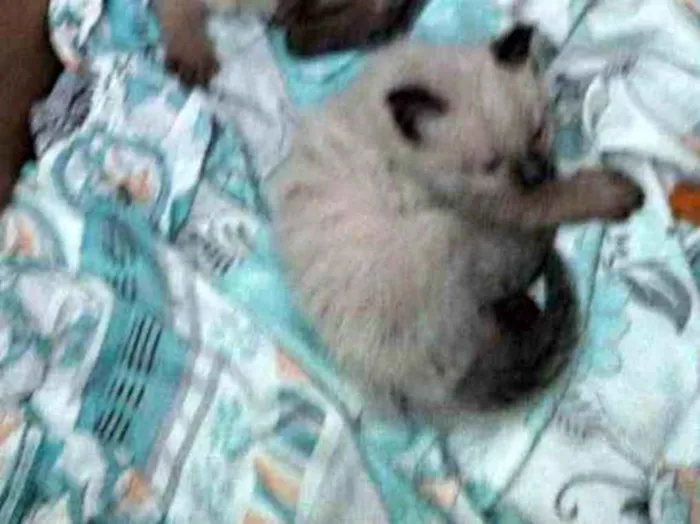Gato ra a Siamês  idade Abaixo de 2 meses nome Peludo