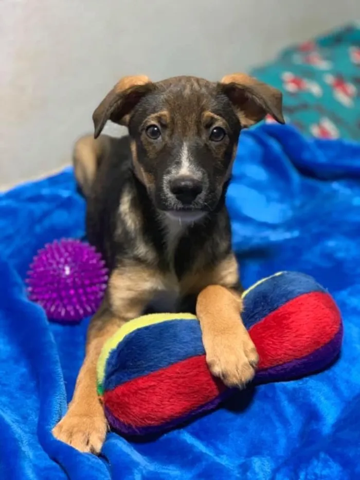 Cachorro ra a SRD idade 2 a 6 meses nome Caio