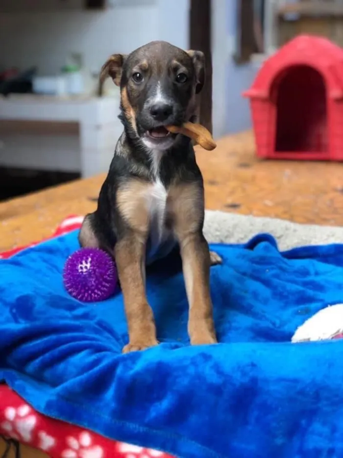 Cachorro ra a SRD idade 2 a 6 meses nome Caio