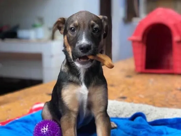 Cachorro ra a SRD idade 2 a 6 meses nome Caio