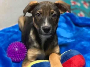 Cachorro raça SRD idade 2 a 6 meses nome Caio