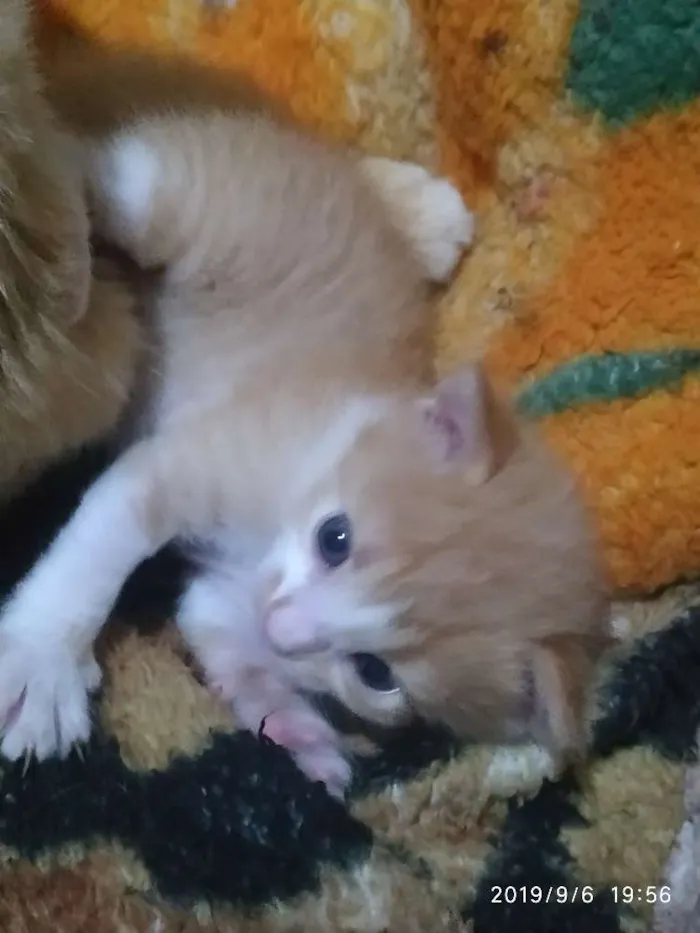 Gato raça Não tem  idade Abaixo de 2 meses nome Não tem 