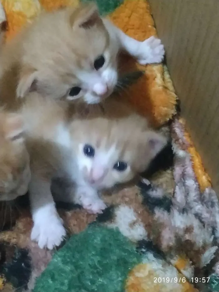 Gato raça Não tem  idade Abaixo de 2 meses nome Não tem 