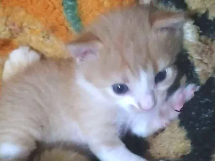 Gato raça Não tem  idade Abaixo de 2 meses nome Não tem 