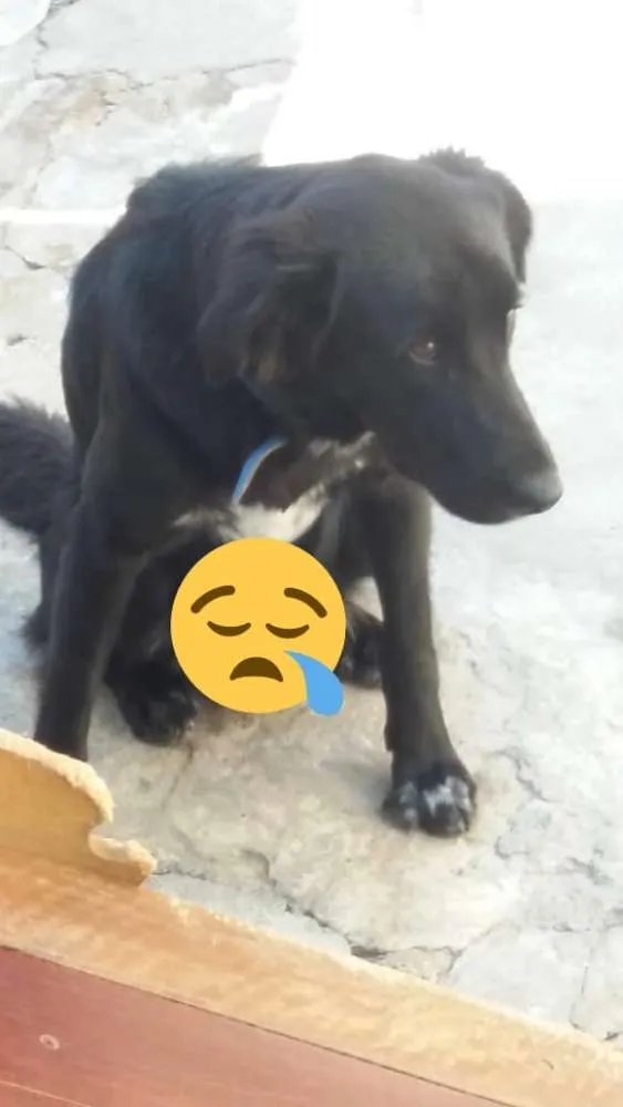 Cachorro ra a Do porte do labrado viralata  idade 2 anos nome Lunk