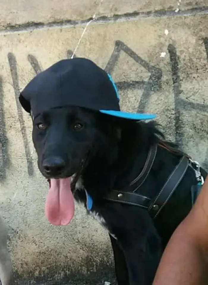 Cachorro ra a Do porte do labrado viralata  idade 2 anos nome Lunk