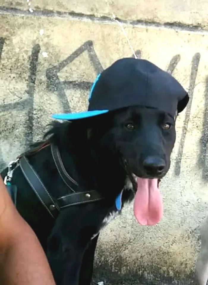 Cachorro ra a Do porte do labrado viralata  idade 2 anos nome Lunk