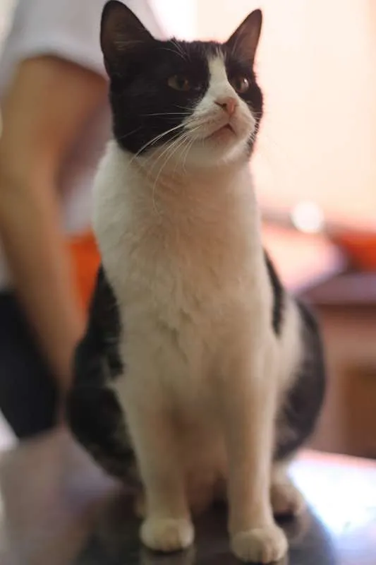 Gato ra a SRD idade 1 ano nome Barbara