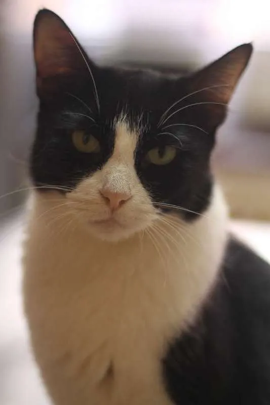 Gato ra a SRD idade 1 ano nome Barbara