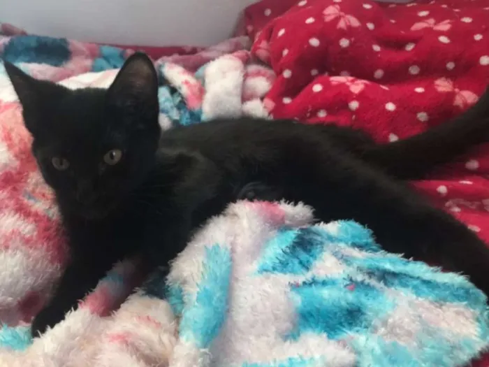 Gato ra a SRD idade 7 a 11 meses nome Becky