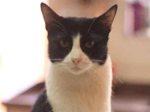 Gato raça SRD idade 1 ano nome Barbara