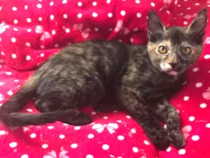 Gato raça SRD idade 7 a 11 meses nome Betina