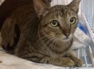 Gato raça SRD idade 1 ano nome Tutankamon