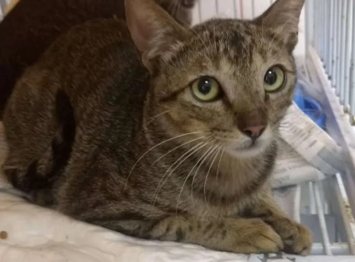 Gato ra a SRD idade 1 ano nome Tutankamon