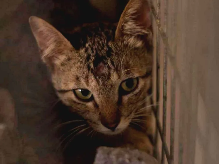 Gato ra a SRD idade 1 ano nome Tutankamon