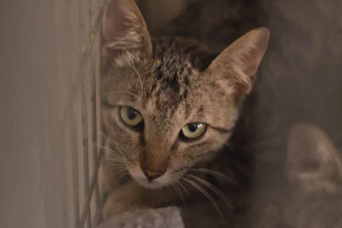 Gato ra a SRD idade 1 ano nome Tutankamon