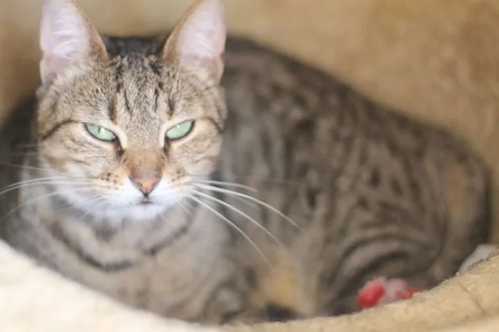 Gato ra a SRD idade 2 anos nome Tiana