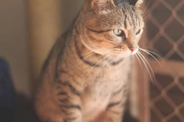 Gato ra a SRD idade 2 anos nome Tiana