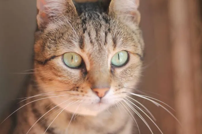 Gato ra a SRD idade 2 anos nome Tiana