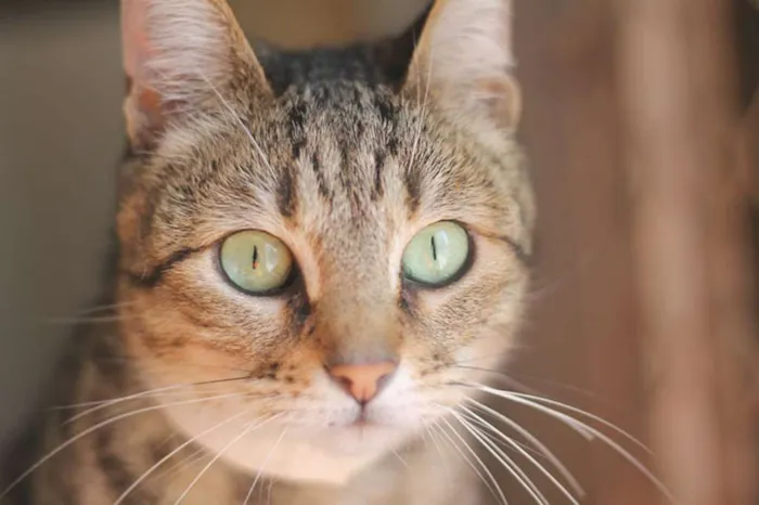 Gato ra a SRD idade 2 anos nome Tiana