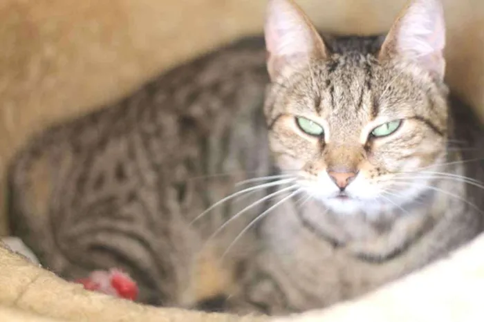 Gato ra a SRD idade 2 anos nome Tiana