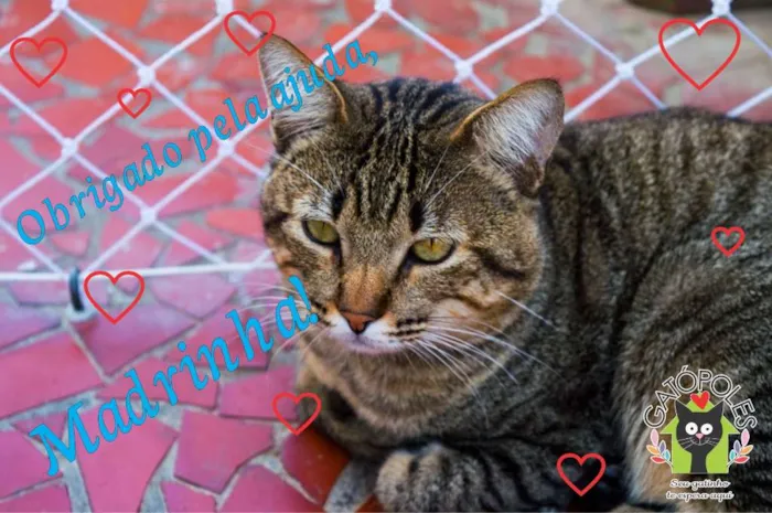 Gato ra a SRD idade 4 anos nome Thor