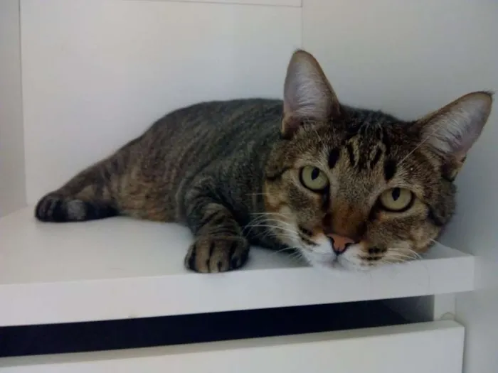 Gato ra a SRD idade 4 anos nome Thor