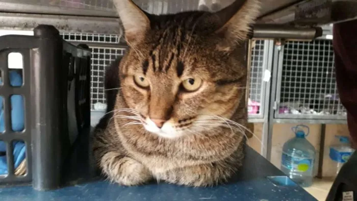 Gato ra a SRD idade 4 anos nome Thor