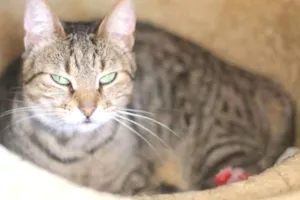 Gato raça SRD idade 2 anos nome Tiana