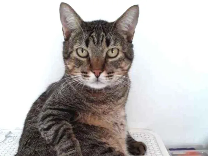 Gato ra a SRD idade 4 anos nome Thor