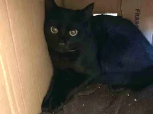 Gato raça SRD idade 7 a 11 meses nome Bira
