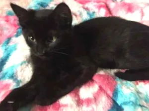 Gato raça SRD idade 7 a 11 meses nome Becky