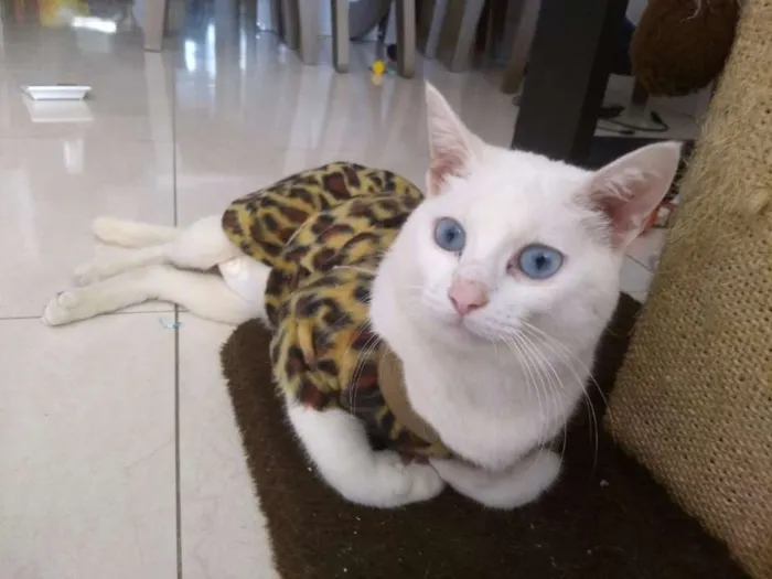 Gato ra a SRD idade 1 ano nome Durga