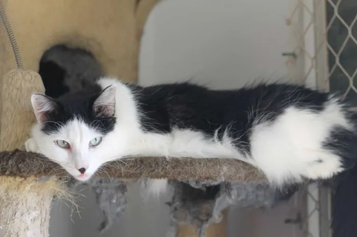 Gato raça SRD idade 3 anos nome Júnior