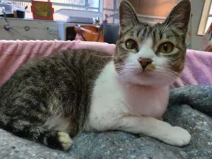 Gato raça SRD idade 1 ano nome Ludmilla