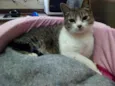 Ludmilla