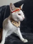 Henry
