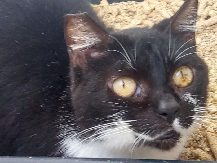 Gato raça SRD idade 2 anos nome Giuliana