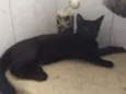 Pietro