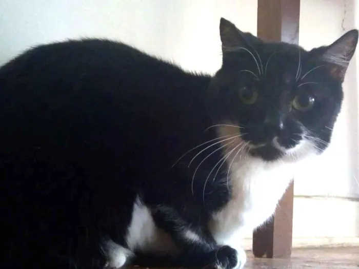 Gato raça SRD idade 2 anos nome Giuliana